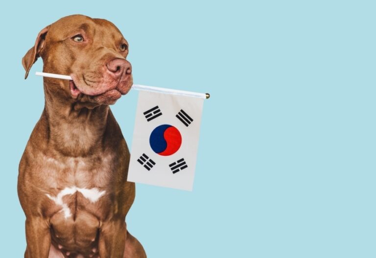 Monde : La Corée du Sud interdit le commerce de la viande de chien sur son territoire